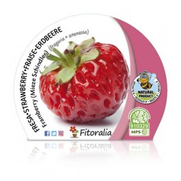 Fresa Framberry (maceta 10,5 cm Ø)