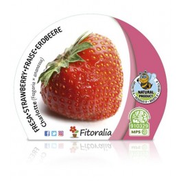 Fresa Charlotte ecológica (maceta 10,5 cm Ø)