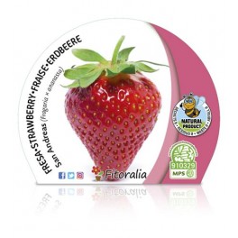 Maduixera Fresa San Andreas (test 10,5 cm Ø)