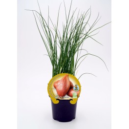 Plantel chalota natural (maceta 10,5 cm Ø)