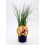 Plantel chalota natural (maceta 10,5 cm Ø)