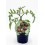 Plantel tomate cherry redondo zebra natural (maceta 10,5 cm Ø)