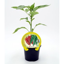 Planter de pebrot italià 