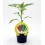 Planter de pebrot italià 