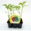 Planter de pebrot italià 
