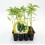 Planter pebrot Gernika (12 unitats)
