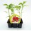 Planter pebrot del piquillo natural (1 o 6 unitats)
