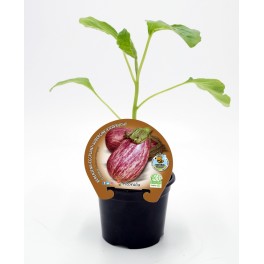 Planter alberginia de Gandia natural (1 o 6 unitats)