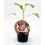 Planter alberginia de Gandia natural (1 o 6 unitats)