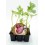 Planter alberginia de Gandia natural (1 o 6 unitats)