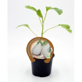 Beringela branca (vaso de 10,5 cm Ø)