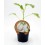 Beringela branca (vaso de 10,5 cm Ø)