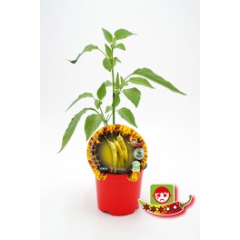 Guindilla hot banana (maceta 10,5 cm Ø)