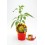 Guindilla hot banana (maceta 10,5 cm Ø)