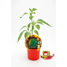 Pebrot picant Jalapeño ecològic (test 10,5 cm Ø)