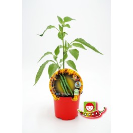 Planter pebrot picant guindilla basca natural (1 o 6 unitats)