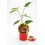 Semis de piment Chili Serrano naturel (pot 10,5 cm Ø)