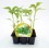 Planter pebrot del padró dolç natural  (1 o 6  unitats)
