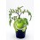 Mudas de tomate green zebra natural (vaso de 10,5 cm Ø)