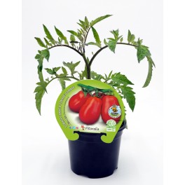 Planter tomàquet pera mata alta natural (test 10,5 cm Ø)
