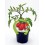 Planter tomàquet pera mata alta natural (test 10,5 cm Ø)