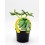Plantel pepinillo cornichon natural (maceta 10,5 cm Ø)