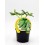 Plantel pepinillo natural (maceta 10,5 cm Ø)