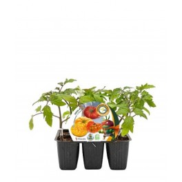 Mudas de tomate Super Mix enxertado hibrido natural (6 unidades)