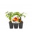 Plantel tomate Cherry Mix injertado hibrido natural (6 unidades)