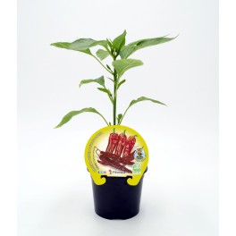 Planter pebrot Cristal natural (test 10,5 cm Ø)