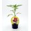 Planter pebrot Cristal natural (test 10,5 cm Ø)