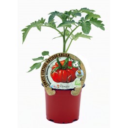 Mudas de tomate Costoluto Genovese natural (vaso de 10,5 cm Ø)