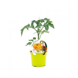 Mudas de tomate Ananas enxertado hibrido natural (vaso de 12 cm Ø)