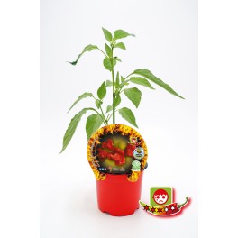 Pimentão orgânico (vaso de 10,5 cm Ø)