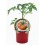 Plantel tomate Negro Ruso natural (maceta 10,5 cm Ø)