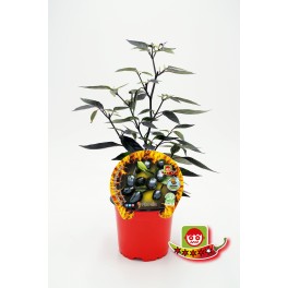 Pimiento picante Black Olive  (maceta 10,5 cm Ø)