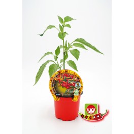 Pimenta pimenta caiena ecológica (vaso de 10,5 cm Ø)