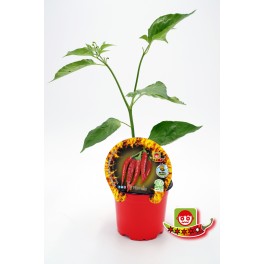Planter pebrot picant Thai natural (test 10,5 cm Ø)