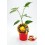Plantel pimiento picante Scotch Bonnet Yellow natural (maceta 10,5 cm Ø)