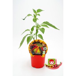 Planter pebrot picant Eureka natural (test 10,5 cm Ø)