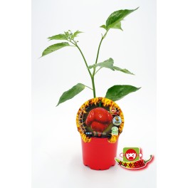Semis de piment Trinidad Scorpion naturel (pot 10,5 cm Ø).