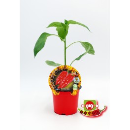 Semis de piment Jay's Red Scorpion Ghost naturel (pot Ø 10,5 cm).