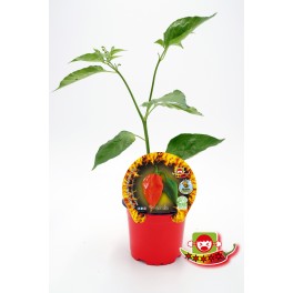 Mudas de pimenta picante Naga Morich natural (vaso de 10,5 cm Ø)