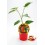 Planter pebrot picant Naga Morich natural (test 10,5 cm Ø)