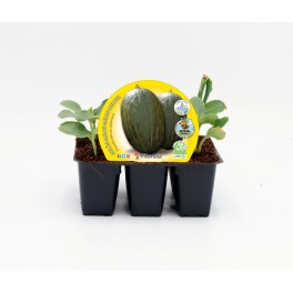 Semis de Melon "Peau de Crapeaud" naturel (1 o 6 unités)