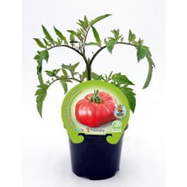 Mudas de tomate Omar Lebanese natural (vaso de 10,5 cm Ø)