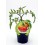 Mudas de tomate esquenaverd natural (vaso de 10,5 cm Ø)
