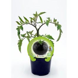 Plantel tomate negro indigo rose natural (maceta 10,5 cm Ø)