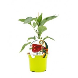 Mudas de pimento Lamuyo enxertado natural (vaso de 12 cm Ø)
