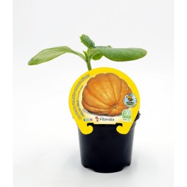 Plantel calabaza Atlantic Giant natural (maceta 10,5 cm Ø)